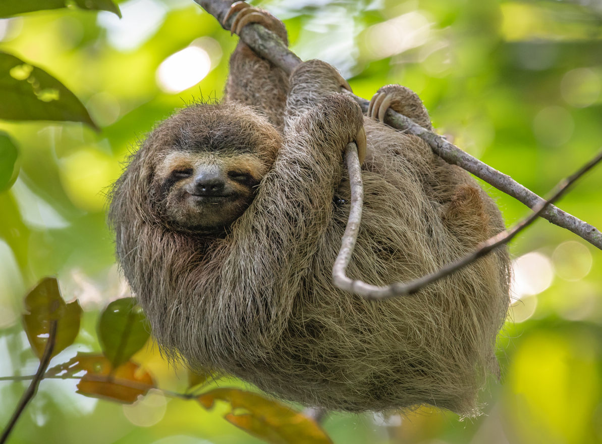Is It Legal to Own a Pet Sloth in California?